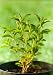 Stevia Rebaudiana - Naturel Sweetener, Alternatives Have Sucre - 36