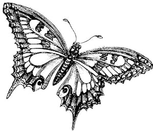 Butterfly Flash Art