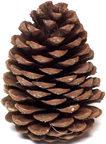 36 Pristine 4 to 5 Inch Tall Eco Friendly Oregon Grown Ponderosa Pine Cone Party Table Centerpieces