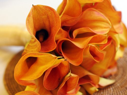 Mango Calla Lily Bulb - Tropical Orange