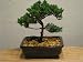 Juniper Bonsai Tree Small