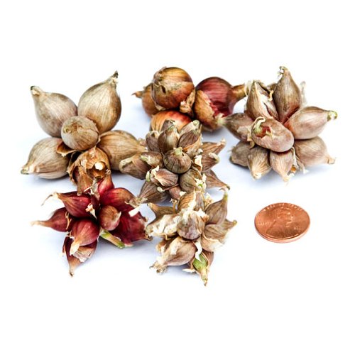 Egyptian Onions Walking Onions 10 Top Sets Sale anh050420146