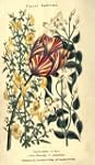 Floral Emblems