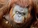 Orang-Utan in Zoo, Taman Safari Indonesia, Surabaya, Indonesia Lonely Planet Collection Photographic Poster Print by Jane Sweeney, 32x24