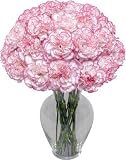 Raspberry Swirl Carnation 20 stems without Vase