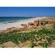 May Flowring Ipomoea Pes Caprae Ssp Brasiliensis (Convolvulus), Western Australia, Australia Art Photographic Poster Print by Richard Ashworth, 24x18