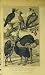 1820 Birds Condor Falcon Hornbill Ostrich Flamingo