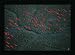 YANN ARTHUS BERTRAND VOL IBIS 31.5