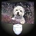 West Highland Terrier Decorative Night Light