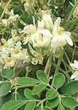 Lawn & Patio - Tropica - Moringa (Moringa oleifera) - 15 Samen