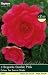 Begonia Double Pink Bulbs (3 in pack)