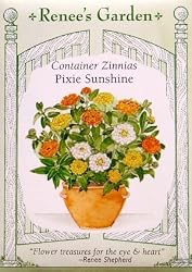 Container Zinnias Pixie Sunshine Seeds