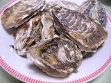 【北海道特選】サロマ湖産活カキ(1年物) 3kg【販売期間：10月20日～2月10日】
