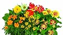 AeroGarden 3-Pod Seed Kit Splash of Color Flowers