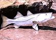 Taxidermy Quality 20" Fiberglass Snook Fish Wall Mount