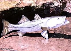 Taxidermy Quality 20" Fiberglass Snook Fish Wall Mount