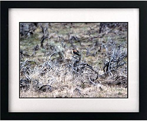 ART PRINT (8.5" x 11") - Artist's Lovely "American Kestrel In Lamar Valley [in grass]" [Yellowstone National Park] - This Gorgeous Print Comes From A Collection Of Nature Themed Photographs Celebrating Nature And The Splendor Of America's Natural Beauty And Is Reprinted On Quality Photo Paper - This Print Comes Ready To Be Framed (mat and frame are not included) - This Is A Great Print To Bring Nature Inside And Add A Personal Touch To Your Home Or Office Decor -- The Print Looks Amazing When Framed And Displayed Either Separately Or As Part Of A Series - Makes A Wonderful Gift [Nature/Animals/Landscapes/Birds/Animals/Insects/Fish/Sunrise/Sunset/Weather/Parks/Outdoors]