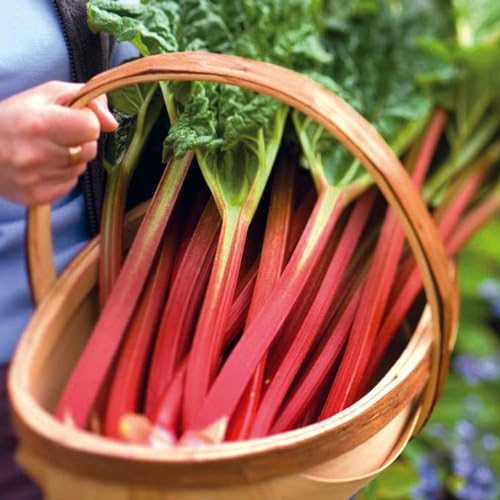 60 Heirloom rhubarb victoria Seeds