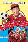 Ladybugs
