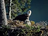 Bald Eagle with Chicks at Nest Photographic Poster Print by Jeff Foott, 30x40