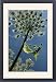 Framed Prints of Giant hogweed flowering from Ardea Wildlife Pets