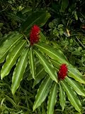 Two Red Tropical Flowers Blooming in a Rain Forest Collections Photographic Poster Print by Todd Gipstein, 18x24
