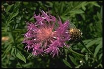 Persian Coneflower Centaurea Perennial 8 Plants