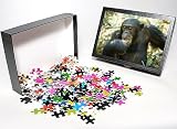 Photo Jigsaw Puzzle of Chimpanzee - Freud alpha male 23 years