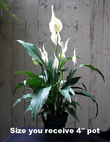 Peace Lily Plant - Spathyphyllium - Great House Plant