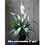Peace Lily Plant - Spathyphyllium - Great House Plant