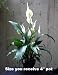 Peace Lily Plant - Spathyphyllium - Great House Plant - 4" Pot