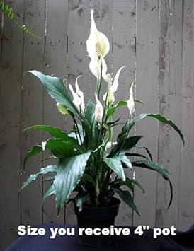 Peace Lily Plant - Spathyphyllium - Great House Plant - 4" Pot