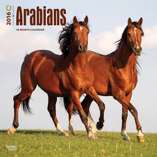 Arabians 2016 Square 12x12