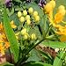 ORANGE BUTTERFLY FLOWER (WEED) perennial 10 seeds