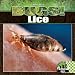 Book Lice (Bugs!)
