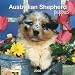 Australian Shepherd Puppies 2008 Mini Wall Calendar (German, French and Spanish Edition)