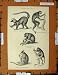 Antique Print C1800-1870 Lemuroidea Lemur Indris Nature