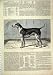 1876 DOG QUORN ALFRED CHAMPION FOX-HOUND OLD PRINT