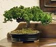 Preserved Single Branch Bonsai Tree