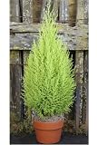 Lemon Cypress Cone, 25Hx8W, GREEN