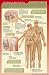 Endocrine System Subject Laminated Poster Print, 18x28