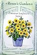 Sunflower Junior Container Seeds 35 Seeds