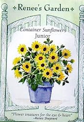 Sunflower Junior Container Seeds 35 Seeds