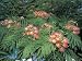 Close-Up of Flowers of a Silk Tree (Albizia Julibrissin) Photographic Poster Print by S. Montanari, 30x40