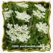 1 Oz Tall Water Parsnip (Sium suave) Bulk Wildflower Seeds