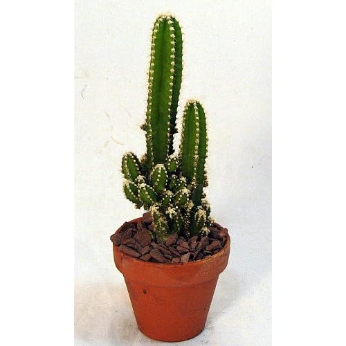 Fairy Castle Cactus Cereus 3.25" Pot