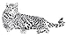 Huge Cheetah Leopard Jaguar Cat Wall Mural Vinyl Decal