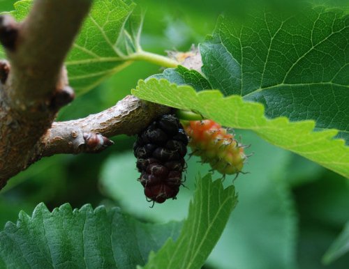 2008 Mitsubishi Lancer Evolution X Mr. lancer evolution x mr,