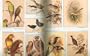 World Wildlife Fund Guide to Extinct Species of Modern Times