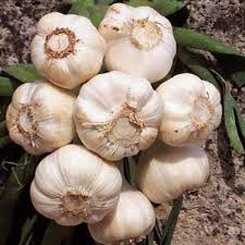 Top Best 5 garlic seeds for sale 2016 BOOMSbeat